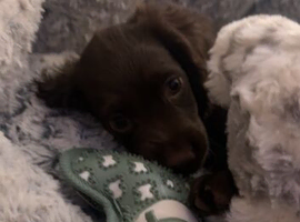 stunning last cockerspaniel for sale