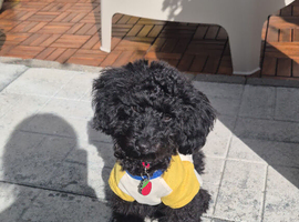 6 months black male Toy poddle
