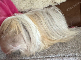 Peruvian sow