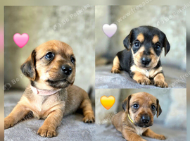 Last 3 Stunning Dorkie Puppies
