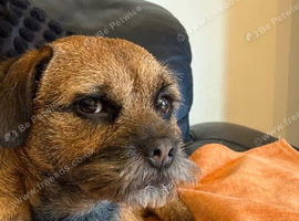 Healthy Border Terrier