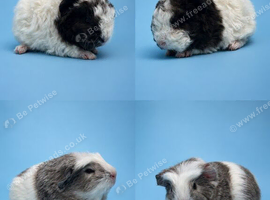 Beautiful boy Guinea pigs
