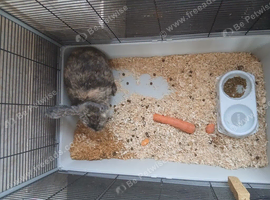 Female lop rabbit + cage + food