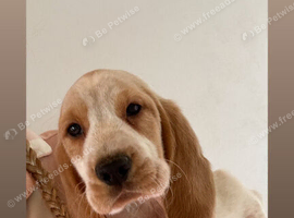 Beagle x puppies