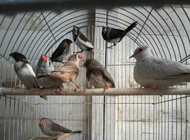 Finches & Dimond Doves