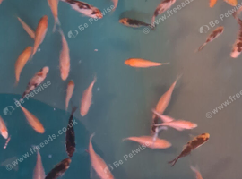 Koi fry 1-6 inch