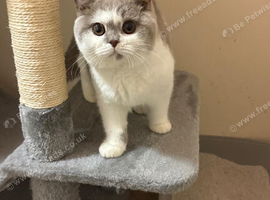 Beautiful British shorthair Cat