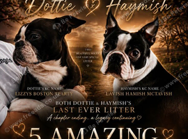 Exceptional Boston Terrier Pups &ndash; Outstanding Wildax & Skin Deep Bloodlines