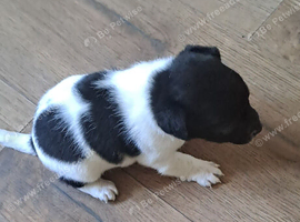 Beautiful jack russell terriers