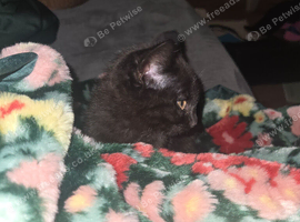 Kittens