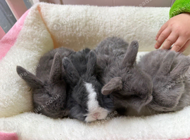 4 mini lop baby&rsquo;s for sale