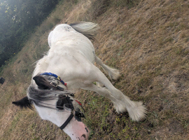Pony for sale