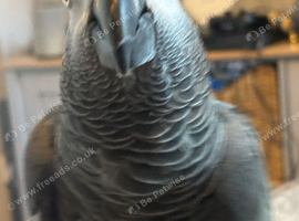3 year old African grey