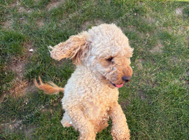 KC toy poodle bitch