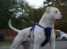 American Bulldog for stud