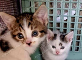2 girl kittens tabby