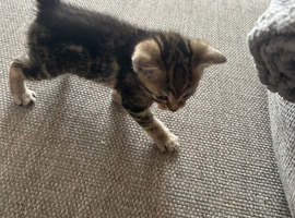 Tabby male kitten