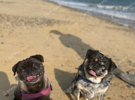2x pugs for sale