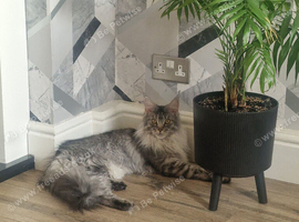 Active female maincoon