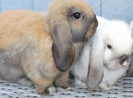 2 friendly mini lop girls