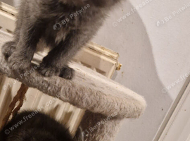 Ragdoll cross