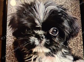 Pretty male pugzu puppy
