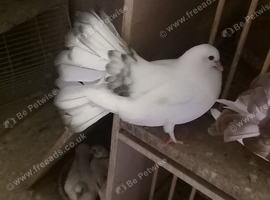 English garden fantail pigeons