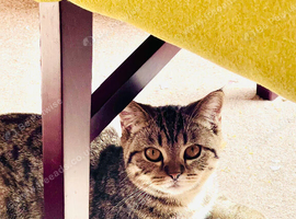 British shorthair mixed