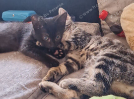 3 month old kittens