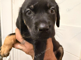 Rotador puppies for sale