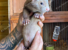 Half micro ferret kits