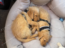 2 Male Labradoodle Puppies for sale