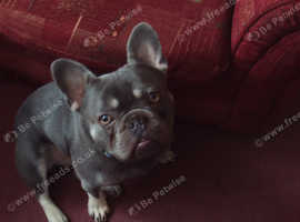 french bulldog for stud