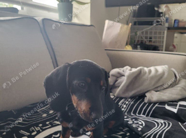 3mth old miniature dachshund