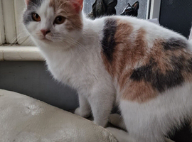British shorthair x ragdoll