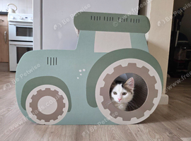 Female kitten -, last of litter