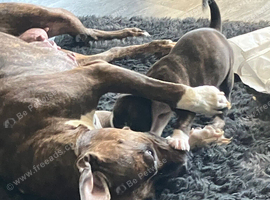 Bully x American mastiff