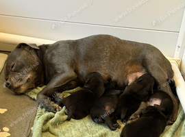 KC Black Staffordshire Bull Terrier Puppies