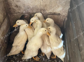 Pekin Ducks
