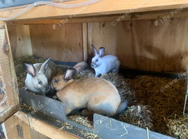 Californian x Thuringer Rabbits &ndash; 3 Does & 1 Buck &ndash; 10 Weeks