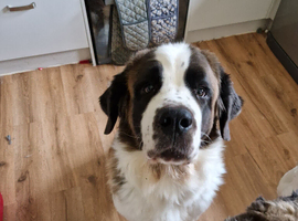 2 year old saint bernard