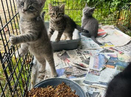 Ragdoll cross kittens