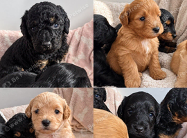 Toy poodle puppies