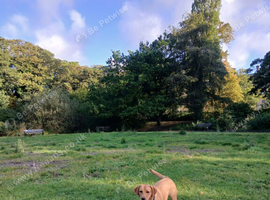 Chunky labrador