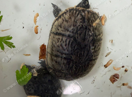 Musk turtles