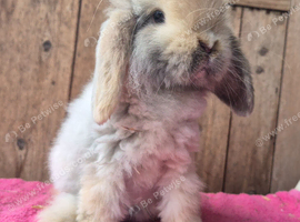 Cashmere mini lop doe