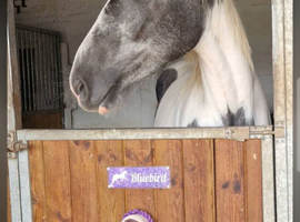 15.3hh 3YO Mare Blank Canvas