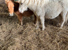 Mini Shetland colt foal