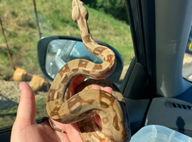 Male hypo Aztec het kahl