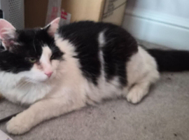 Bernard 3yo available for rehoming